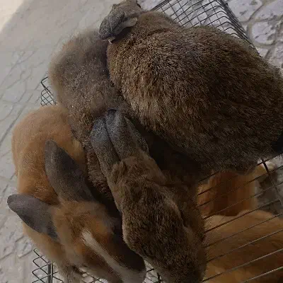 سه عدد خرگوش|موش و خرگوش|چابهار, |دیوار