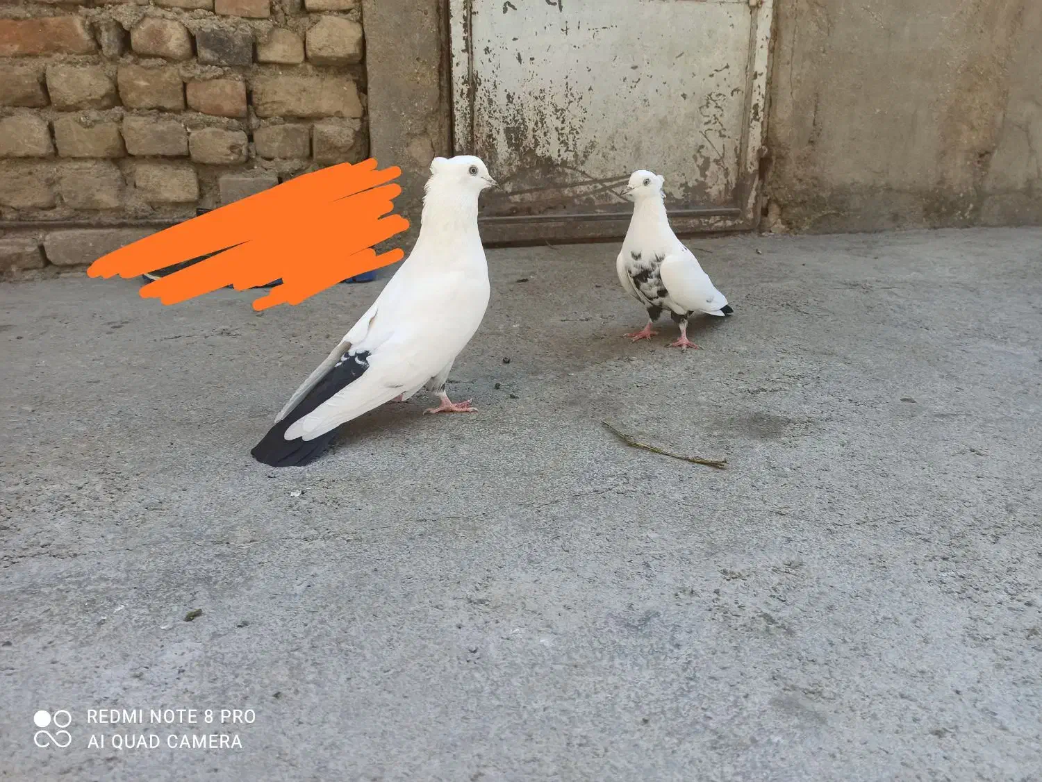 ۱۰۰۰۰۰۰|پرنده|بروجرد, |دیوار