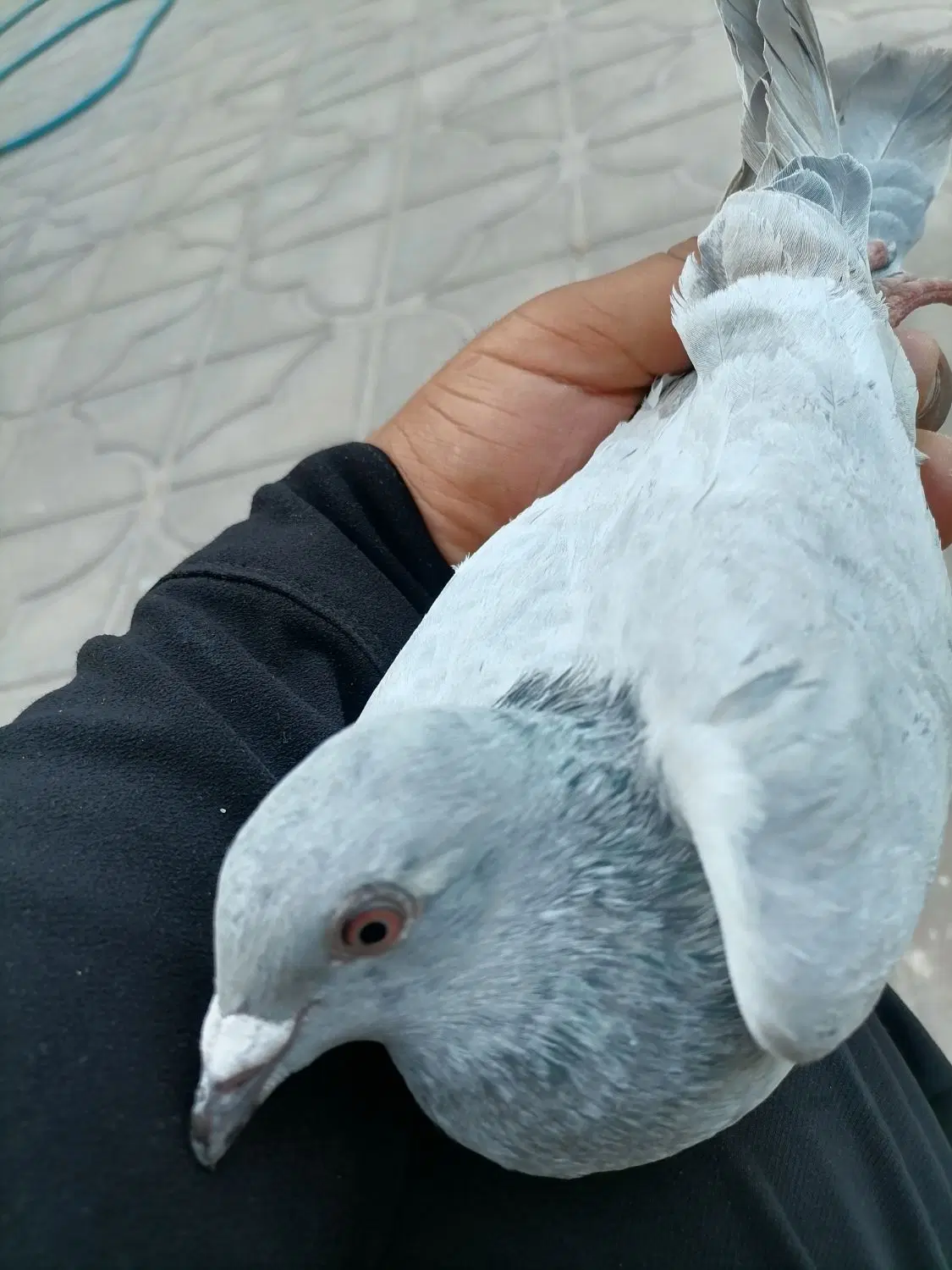 سورمشهدی|پرنده|نرماشیر, |دیوار