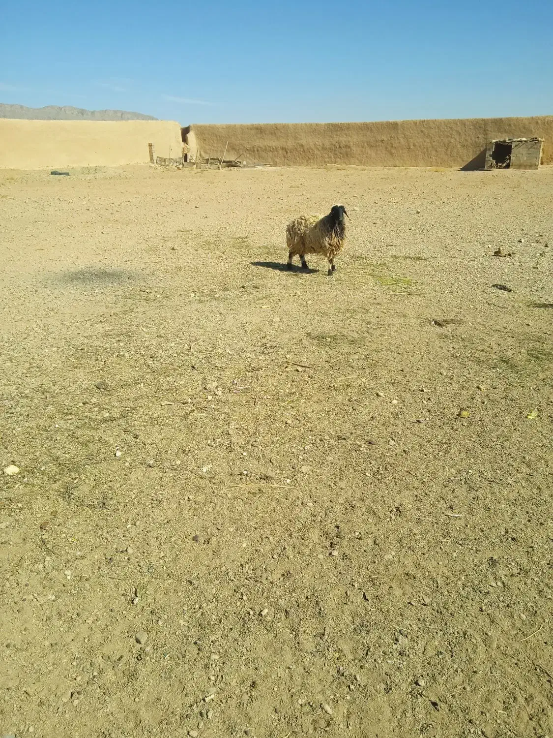 میش و بره وبز ترکی جوان|حیوانات مزرعه|اصفهان, تیران|دیوار