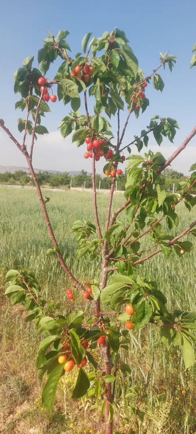 فروش ۲ هکتار زمین باغی و کشاورزی|فروش دفتر صنعتی، کشاورزی، تجاری|بروجن, |دیوار