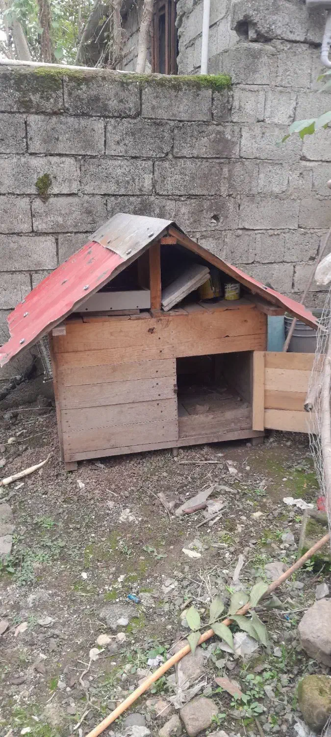 لونه|لوازم جانبی حیوانات|اسالم, |دیوار