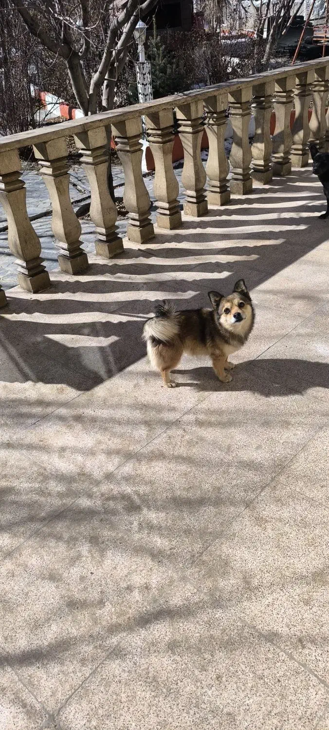 سگ.گمشده|حیوانات|همدان, |دیوار