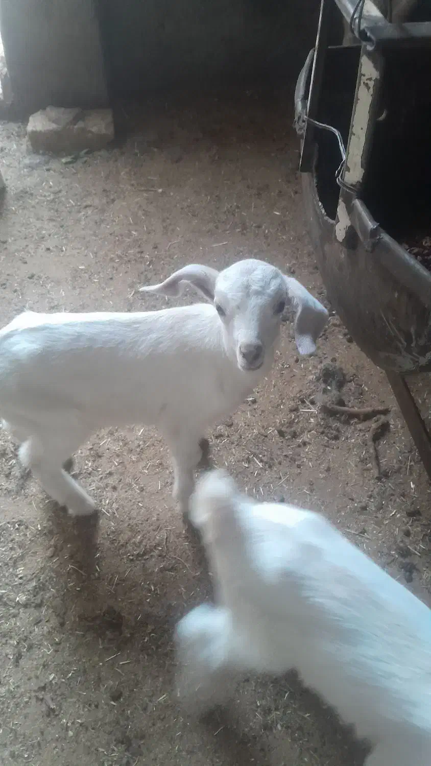 کره بز|حیوانات مزرعه|یزد, |دیوار