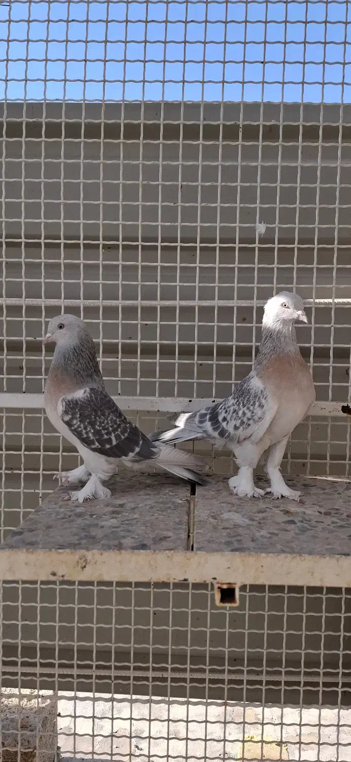 کفتر جفتی|پرنده|شیراز, شهرک گلستان|دیوار