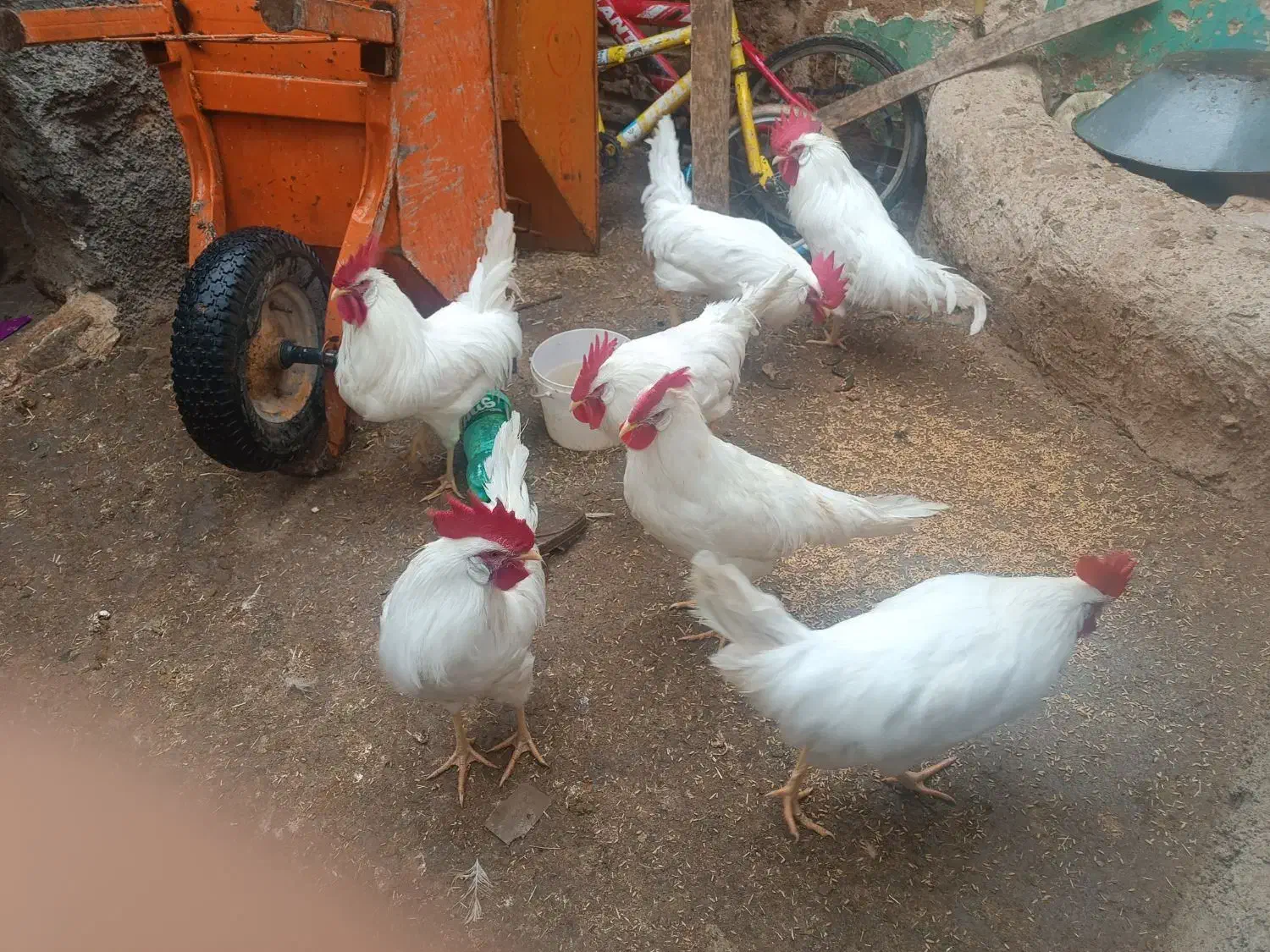 خروس|پرنده|نورآباد, |دیوار