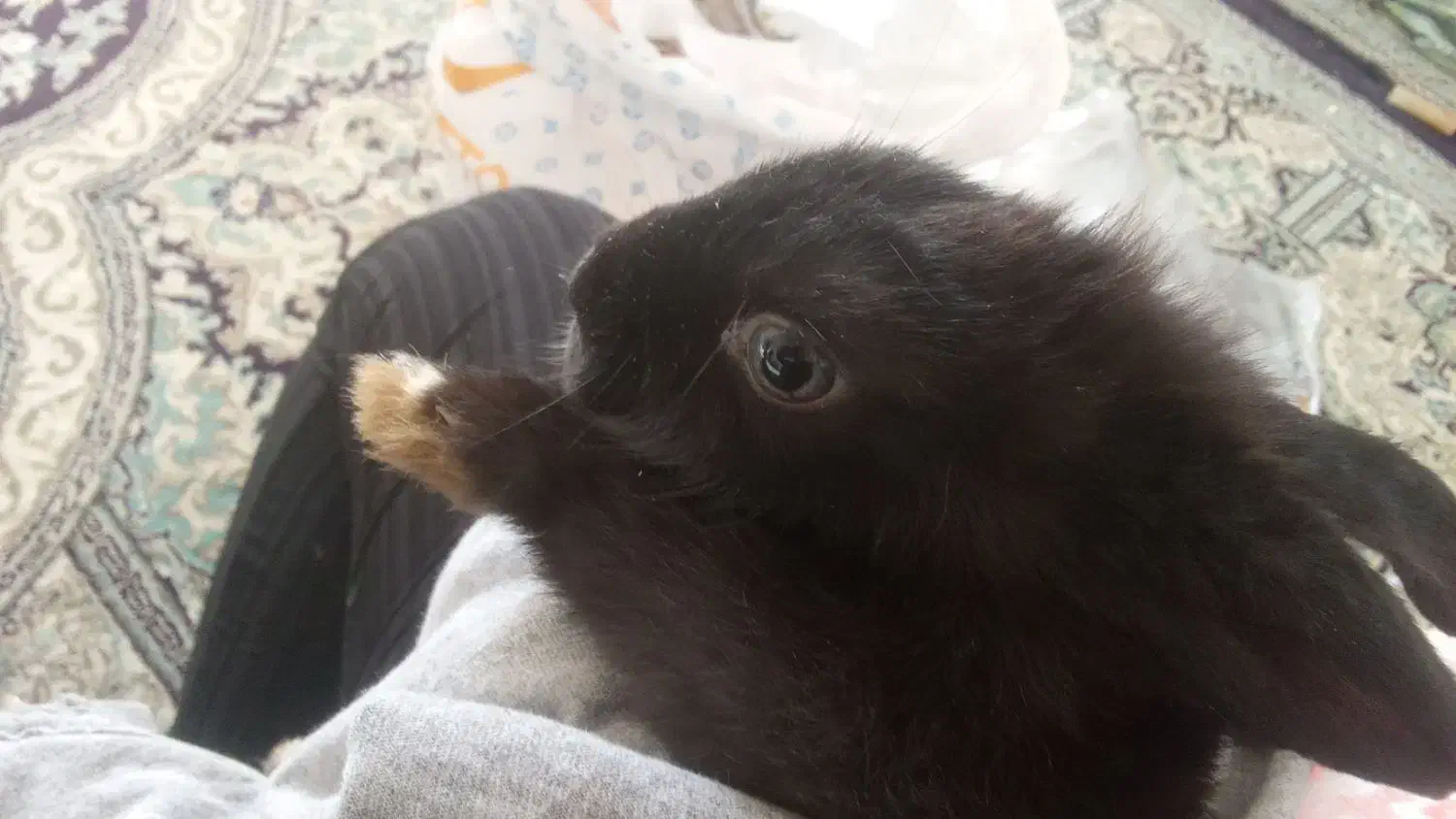 خرگوش|موش و خرگوش|ارومیه, |دیوار