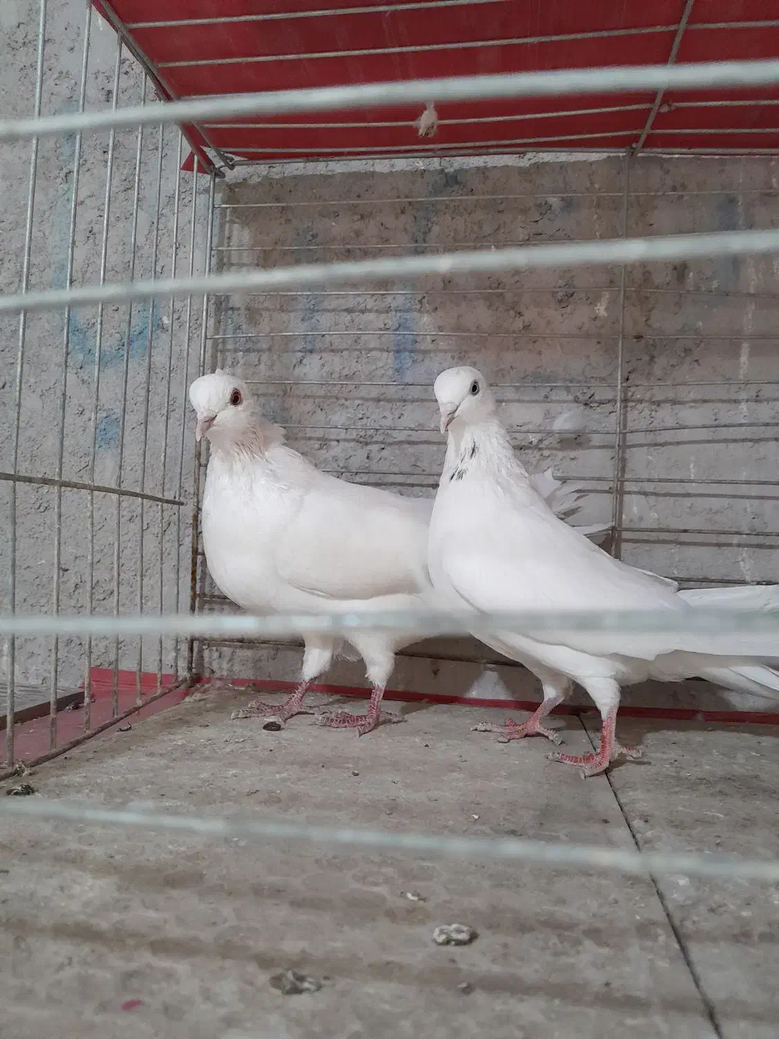 دو جفت کبوتر پرشی|پرنده|عنبرآباد, |دیوار