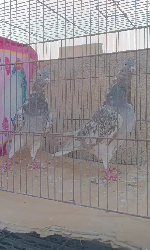 زرد دم سفید زاغ دم سفید|پرنده|قم, انسجام|دیوار