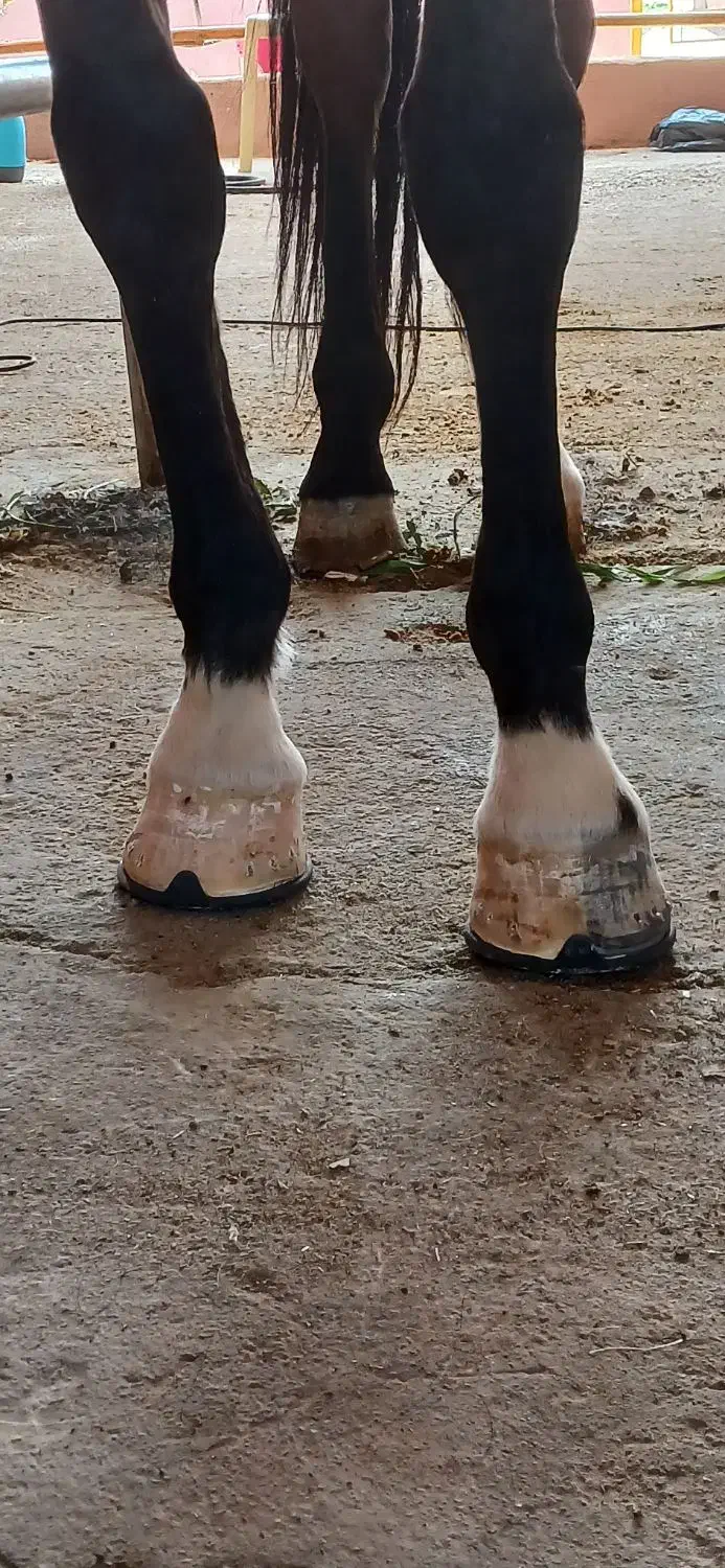 نعلبندی|اسب و تجهیزات اسب‌سواری|اصفهان, رزمندگان|دیوار