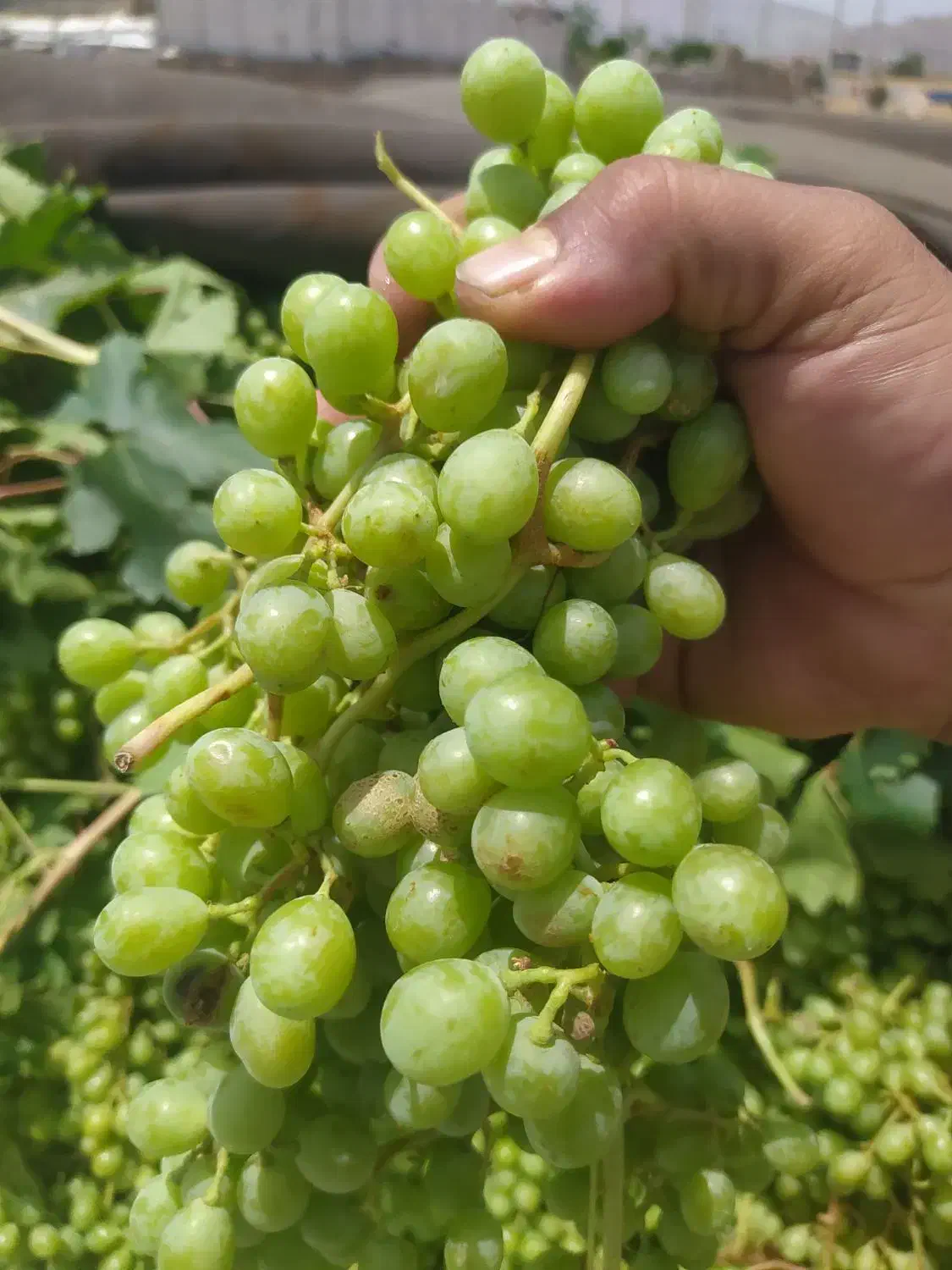 آب لیمو25 آبغوره 30|خوردنی و آشامیدنی|شیراز, شهرک پرواز|دیوار