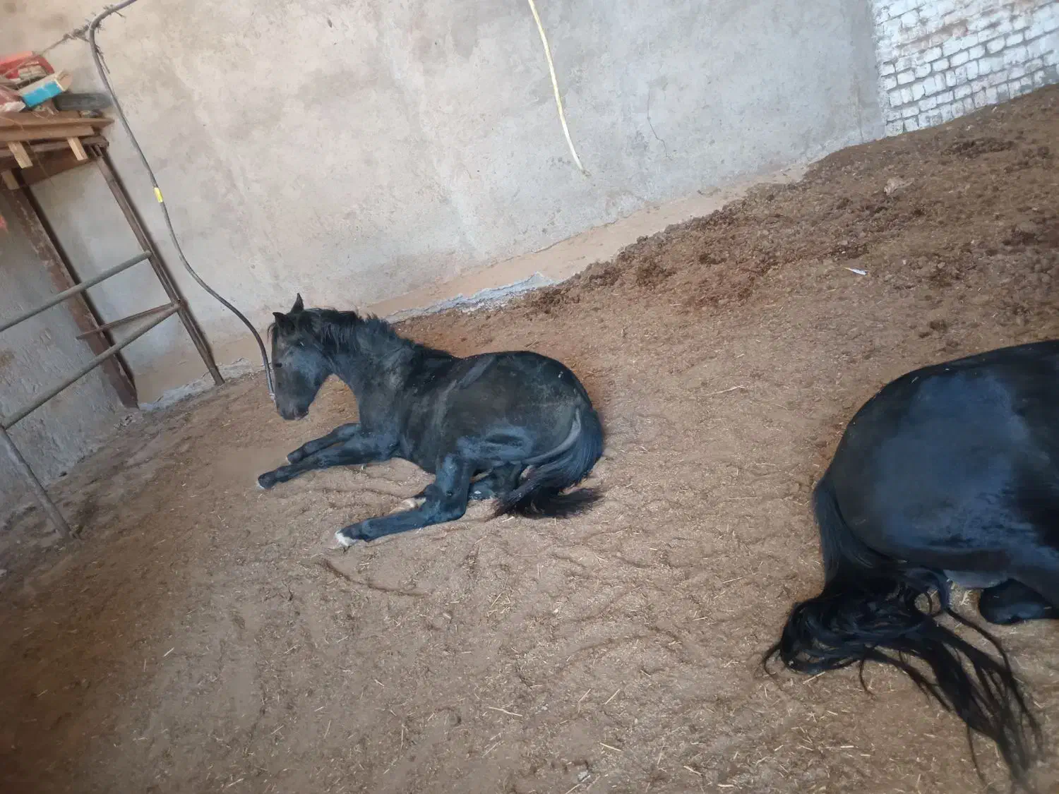 فروش اسب کرد|اسب و تجهیزات اسبسواری|بوئین زهرا, |دیوار