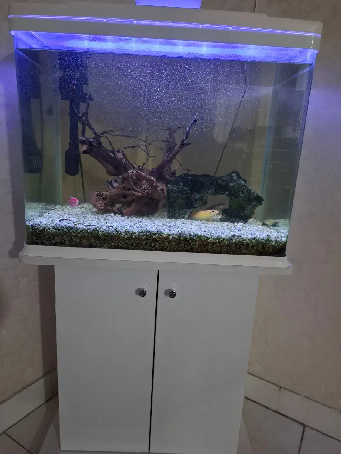 اکواریوم با تمام وسایل|ماهی|تهران, یافت آباد جنوبی|دیوار