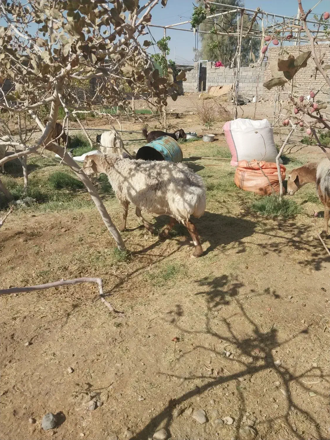 بره چینی چاق وقوچی بزومیش چاق خوسف|حیوانات مزرعه|خوسف, |دیوار