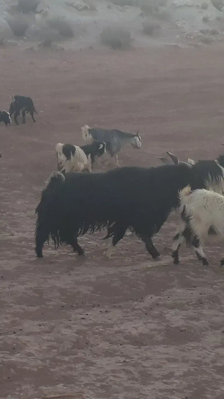 نر بز|حیوانات مزرعه|هندمینی, |دیوار