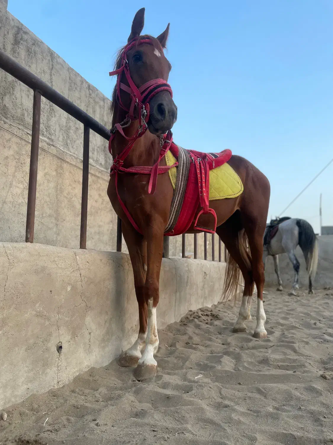 اسب و مادیون|اسب و تجهیزات اسب‌سواری|کاشان, استرک|دیوار