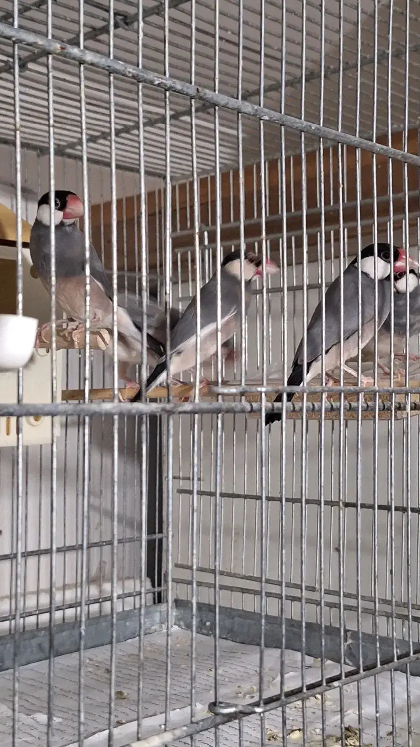 سه جفت فنج نرگسی|پرنده|سمنان, |دیوار