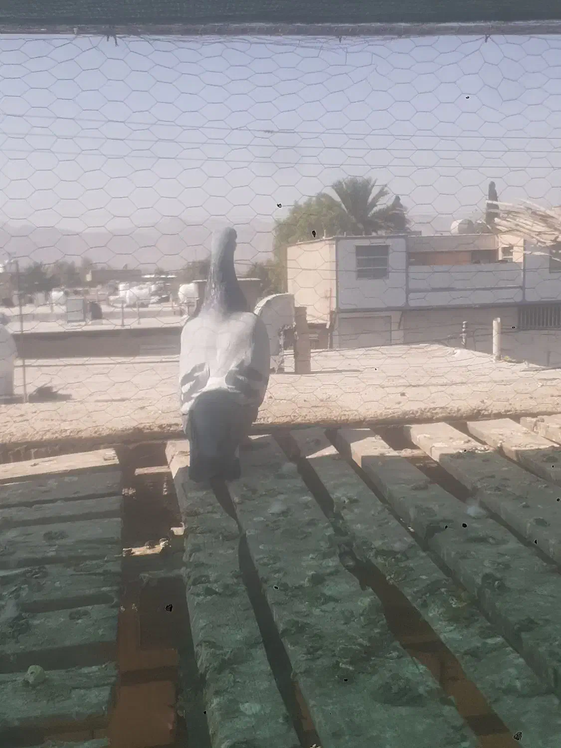 کفتر پلاکی وبهبهونی فسا|پرنده|شیراز, شهرک مدرس|دیوار