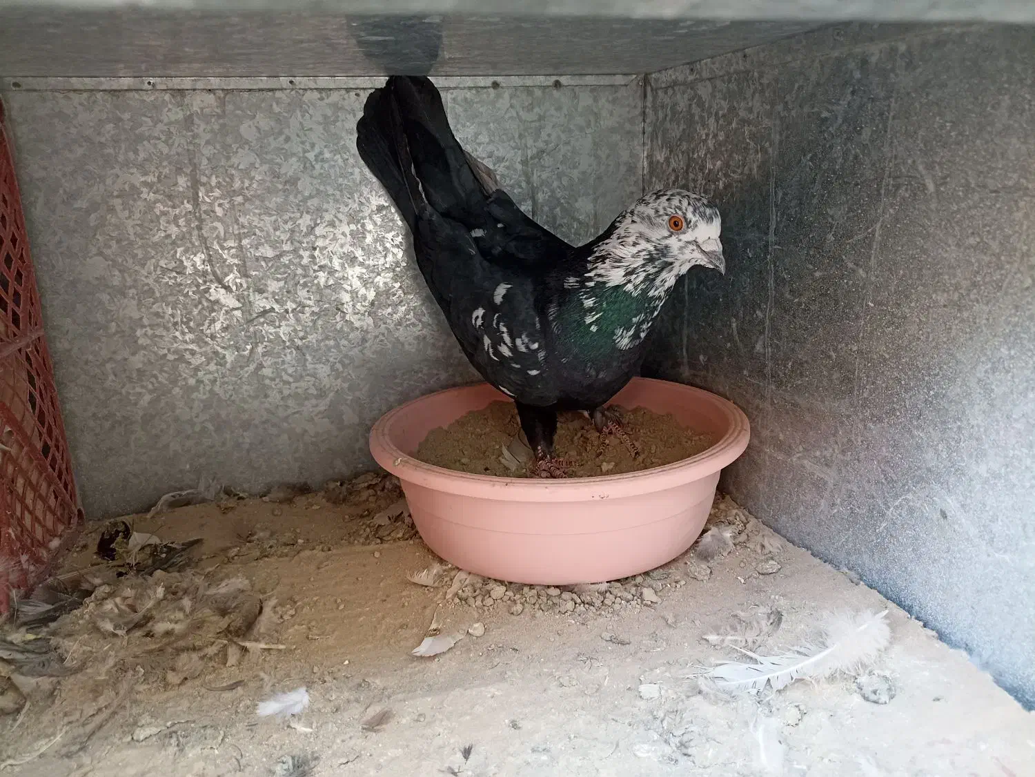 کفتر|پرنده|محمدشهر, محمدشهر|دیوار