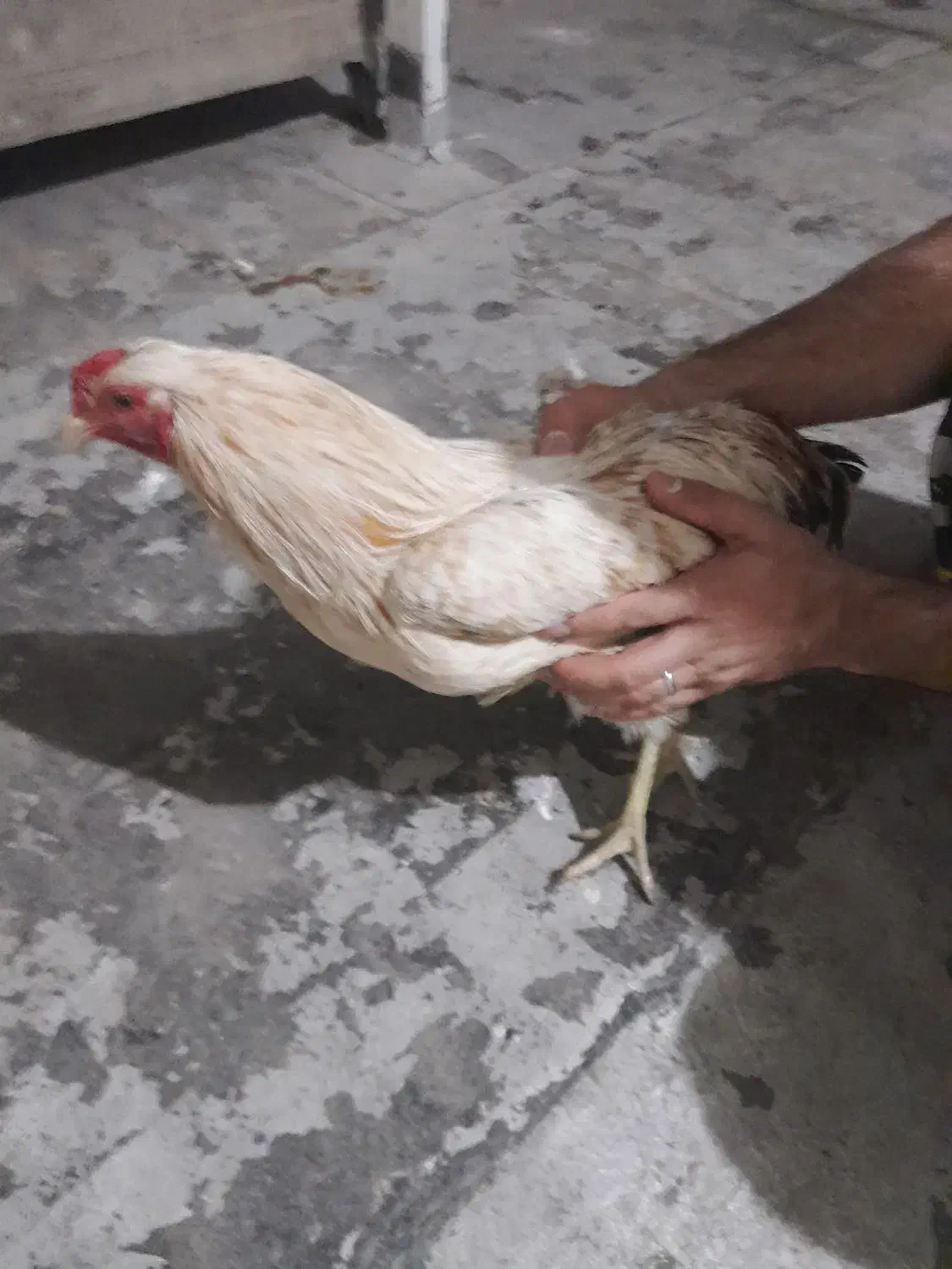 مرغ وخروس|حیوانات مزرعه|مشکین‌دشت, |دیوار