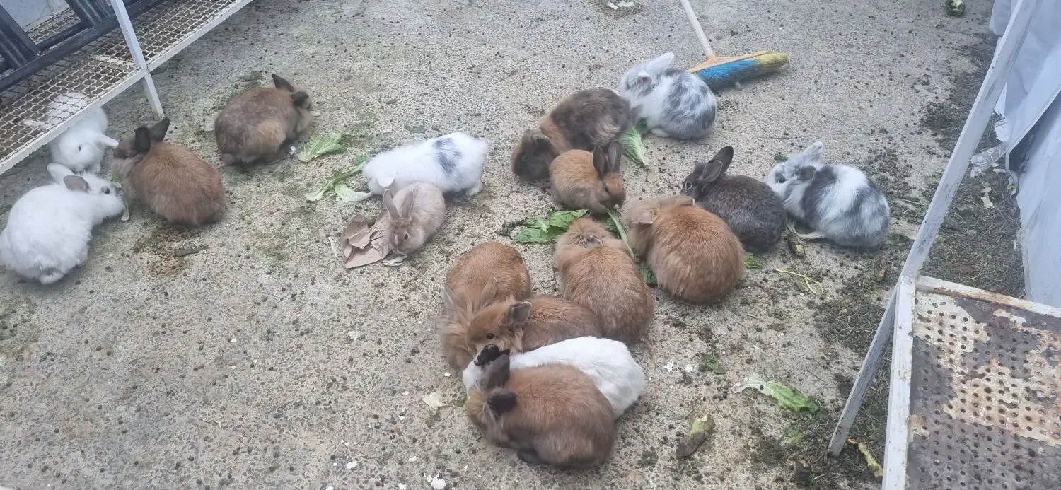 خرگوش لوپ|موش و خرگوش|قروه, |دیوار