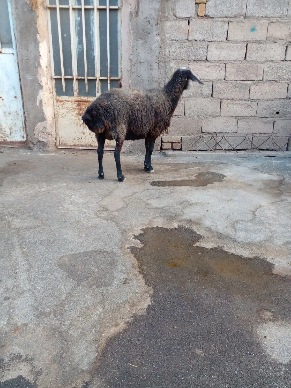 بره ماده ونر وبز وگوسفند|حیوانات مزرعه|قیدار, |دیوار