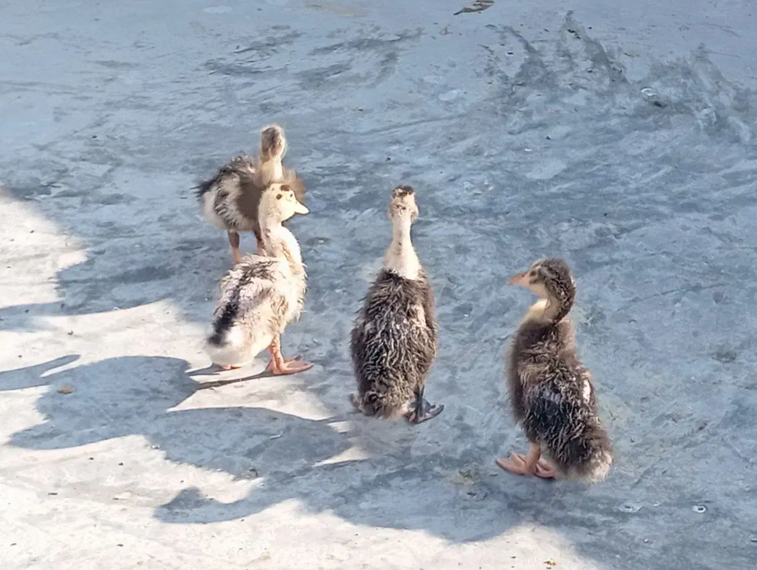 اردک 2ماهه|حیوانات مزرعه|آبپخش, |دیوار