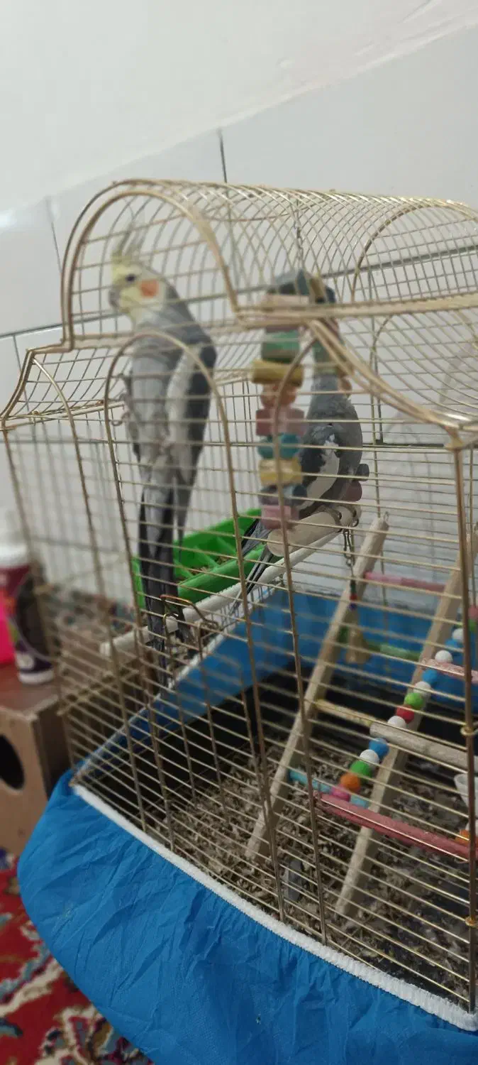 عروس هلندی|پرنده|جونقان, |دیوار