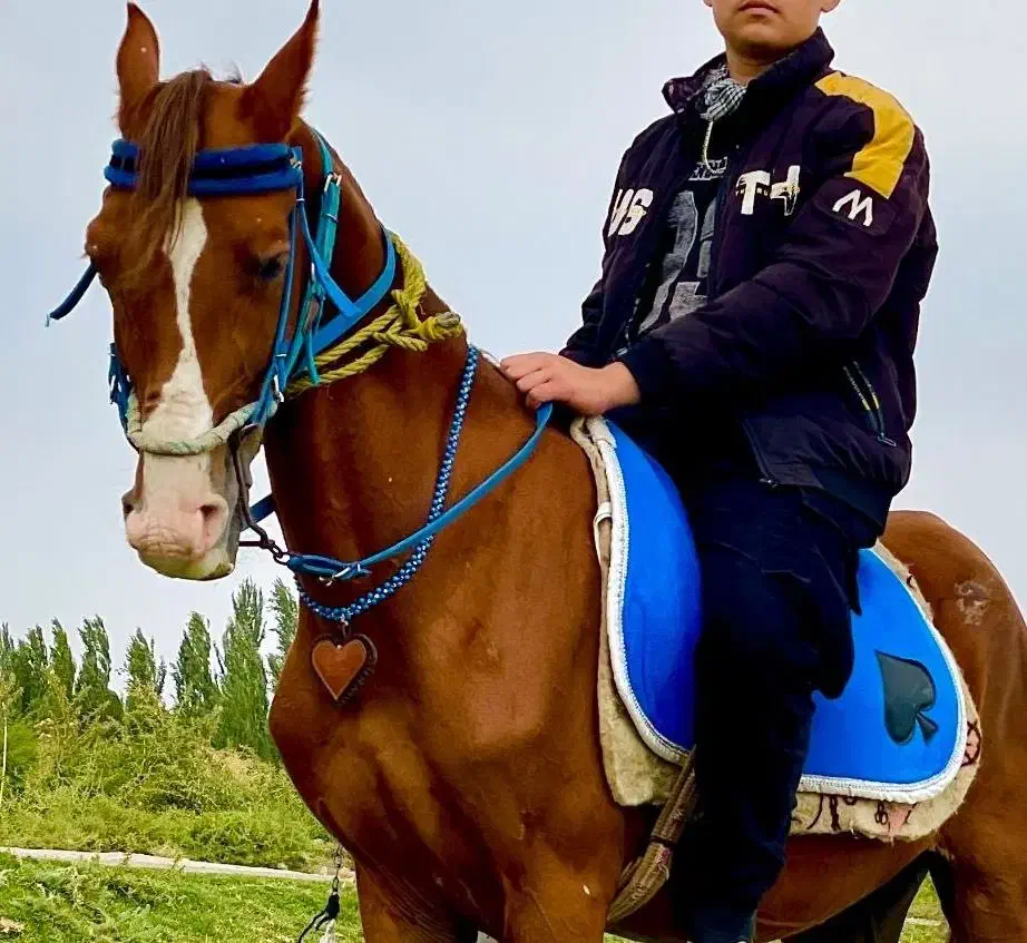 وسایل کامل اسب سواری|اسب و تجهیزات اسب‌سواری|خوی, |دیوار