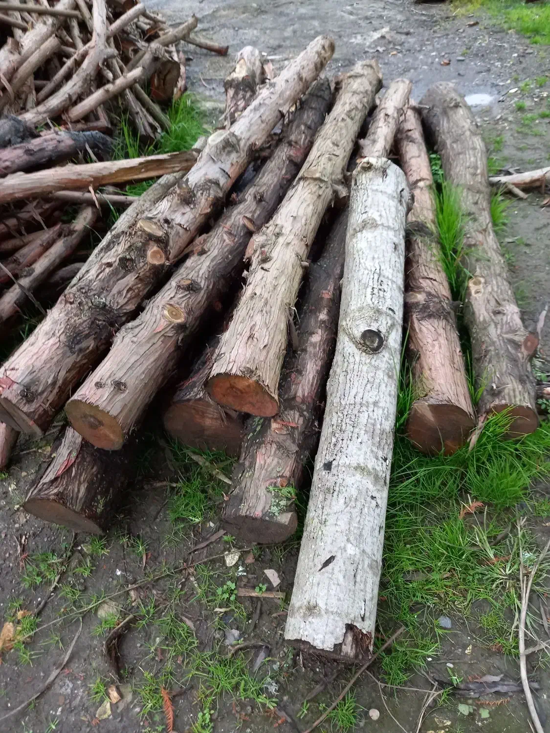 فروش چوب|خدمات باغبانی و درختکاری|بندر انزلی, ساحل قو|دیوار