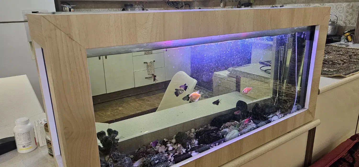 آکواریوم|ماهی|مشهد, هفت تیر (آب و برق)|دیوار