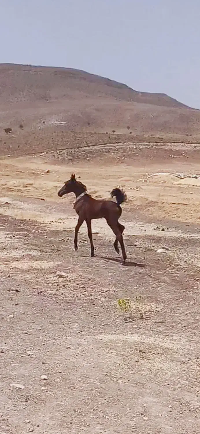 فروش مادیان و کوره مادیان درجه یک کورد|اسب و تجهیزات اسبسواری|ماهیدشت, |دیوار
