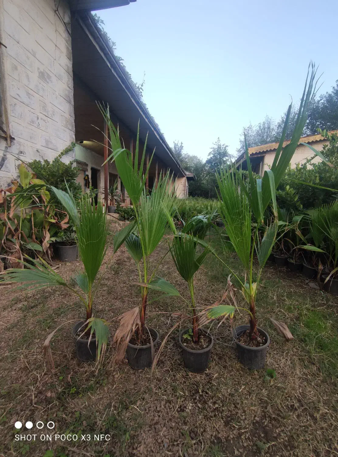 پایم ها سطح 4 موجود است|گل و گیاه طبیعی|رودبنه, |دیوار