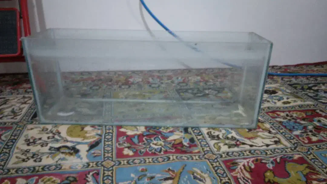 اکواریوم|ماهی|ابریشم, |دیوار