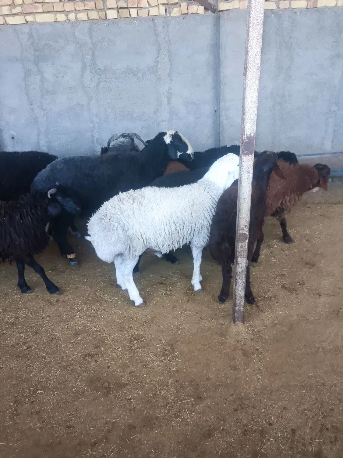 بره نر کشتاری درجه یک|حیوانات مزرعه|قزوین, |دیوار