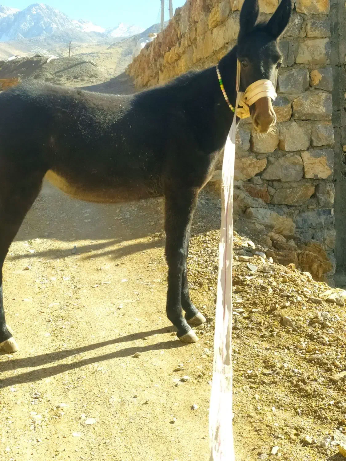 قاطر ماده7ماهه|حیوانات مزرعه|پاوه, |دیوار