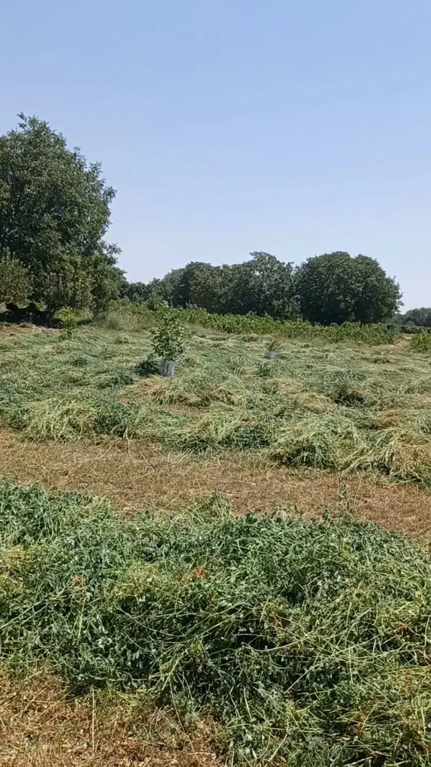 یونجه درجه یک|حیوانات مزرعه|خرمدره, |دیوار