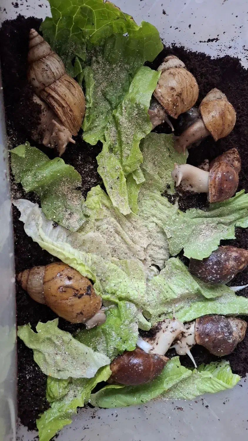 فروش حلزون(قیمت مناسب)|خزنده|بروجرد, |دیوار