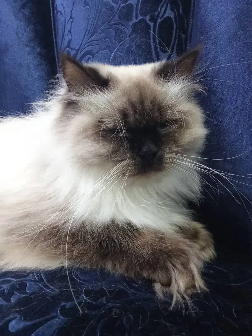 پیشی خوشگل|گربه|اهواز, سپیدار|دیوار