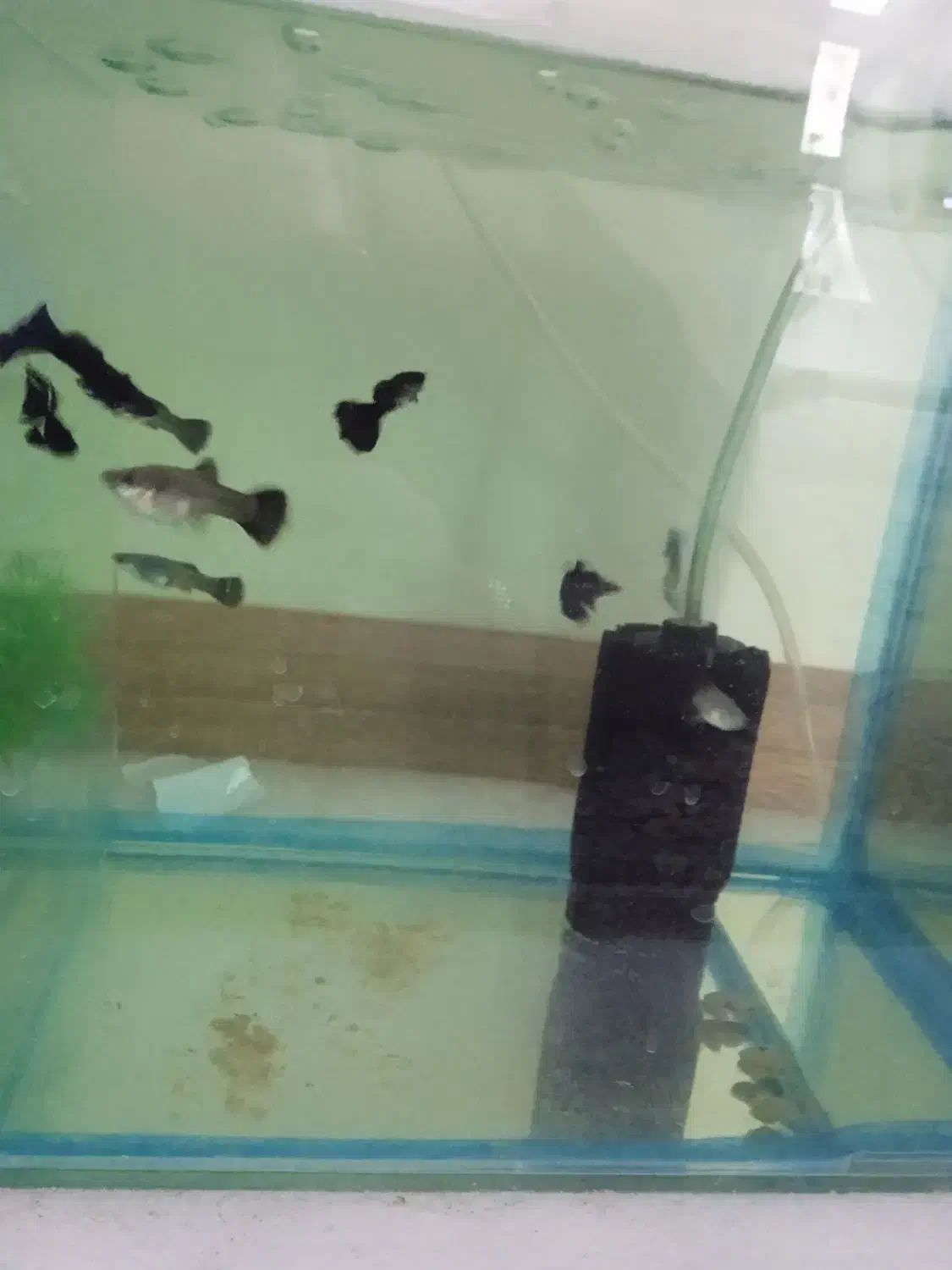 ۸ عدد ماهی گوپی فول بلک|ماهی|تهران, والفجر (افسریه)|دیوار