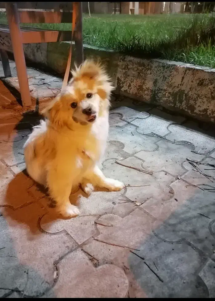 سگ پاکوتاه نژاد پامر اشپیتز|سگ|ابهر, |دیوار