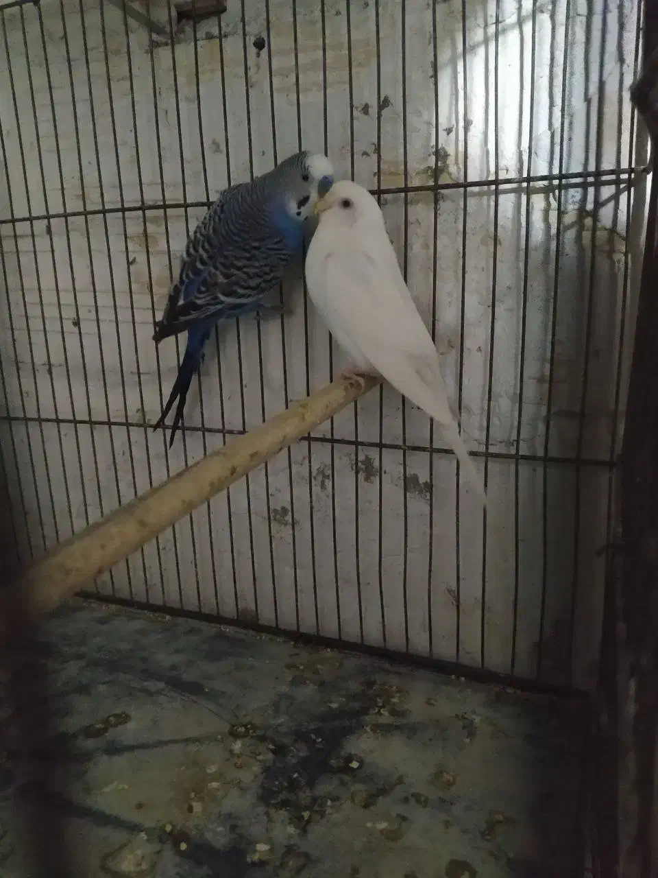 مرغ عشق های مولد و فنچ های کینگ ماده|پرنده|خرمدره, |دیوار