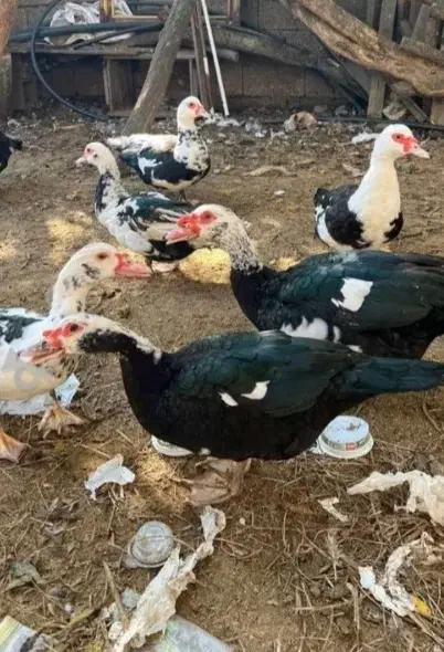 اردک|حیوانات مزرعه|طبقده, |دیوار