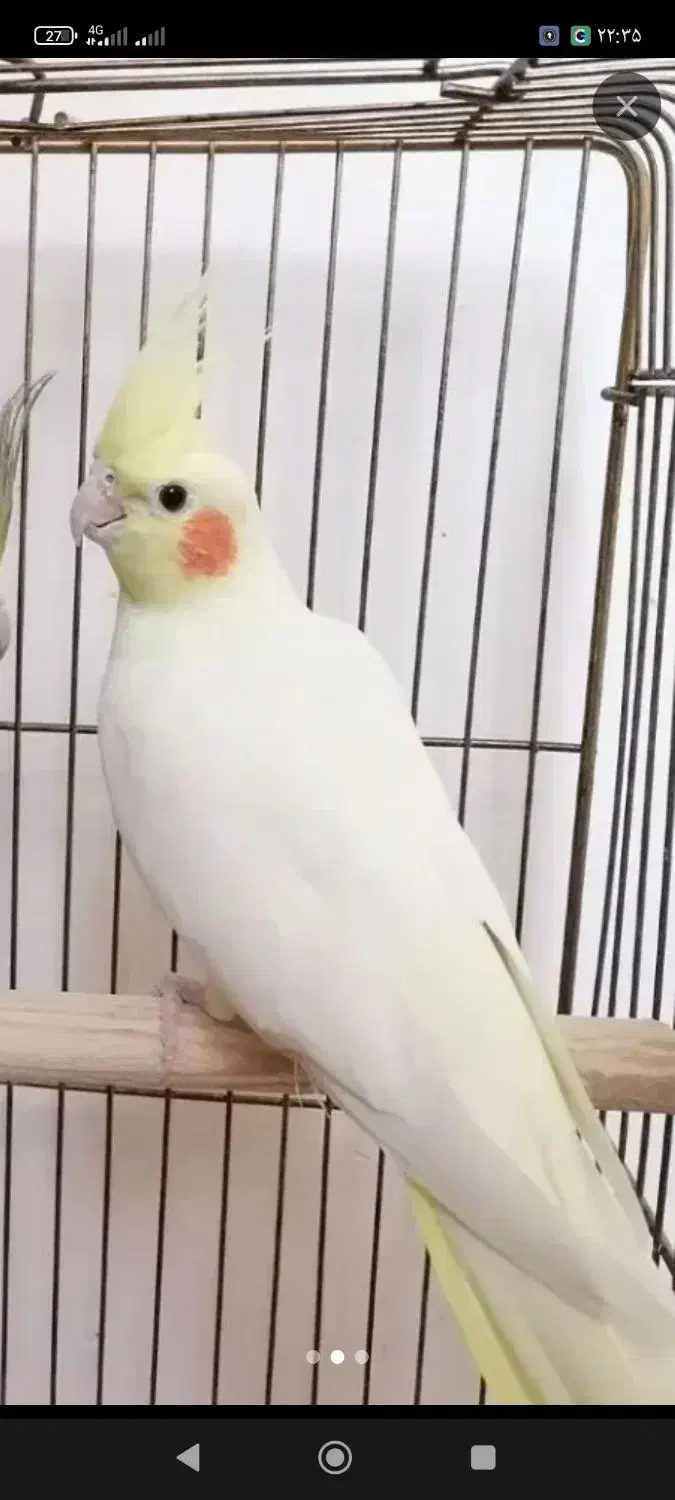 سه عدد کفتر گمشده چهارراه فرودگاه|پرنده|سبزوار, شهرک صنعتی خاوران|دیوار