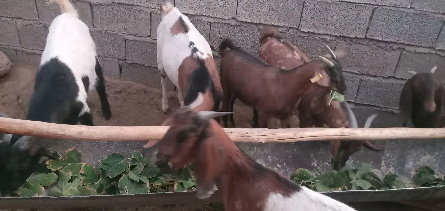 فروش ۷ راس بزغاله با یک بزمورسیا ابستن|حیوانات مزرعه|رابر, |دیوار