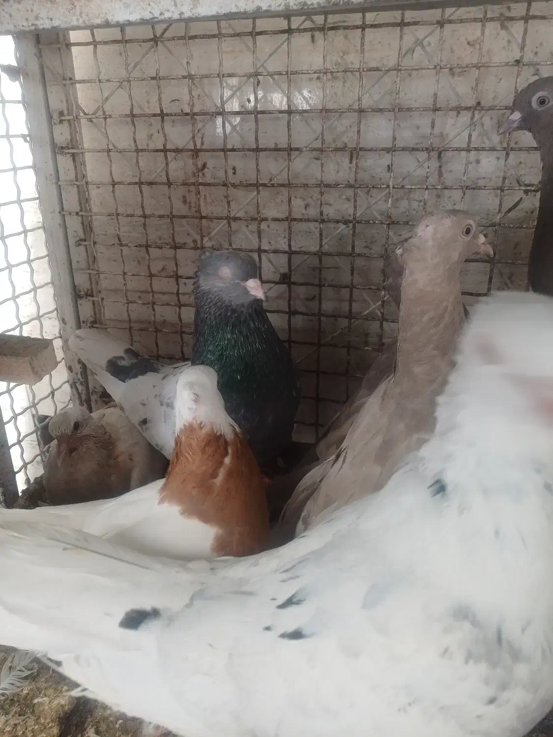 کفتر بهبهانی|پرنده|شیراز, شریفآباد|دیوار