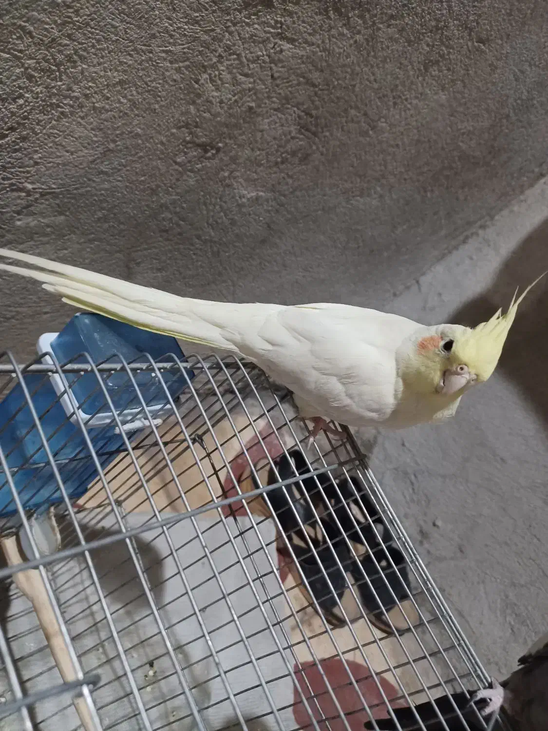 عروس هلندی|پرنده|شیراز, بید زرد|دیوار