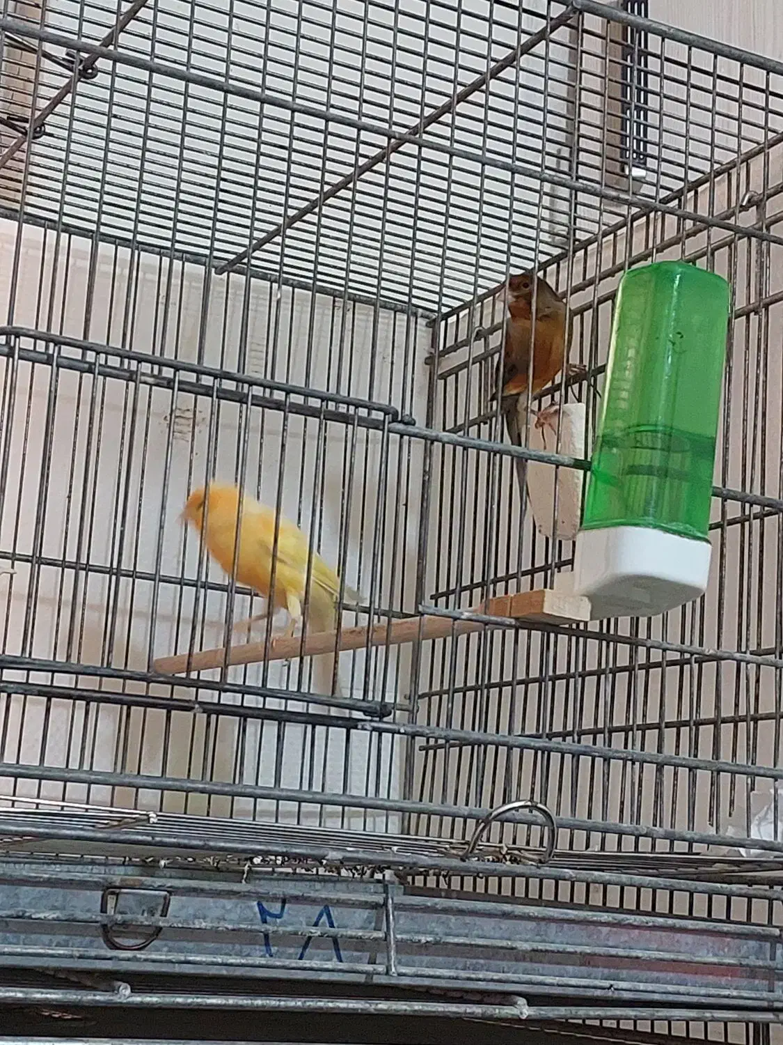 فروش قناری جفت خورده|پرنده|الوند, |دیوار