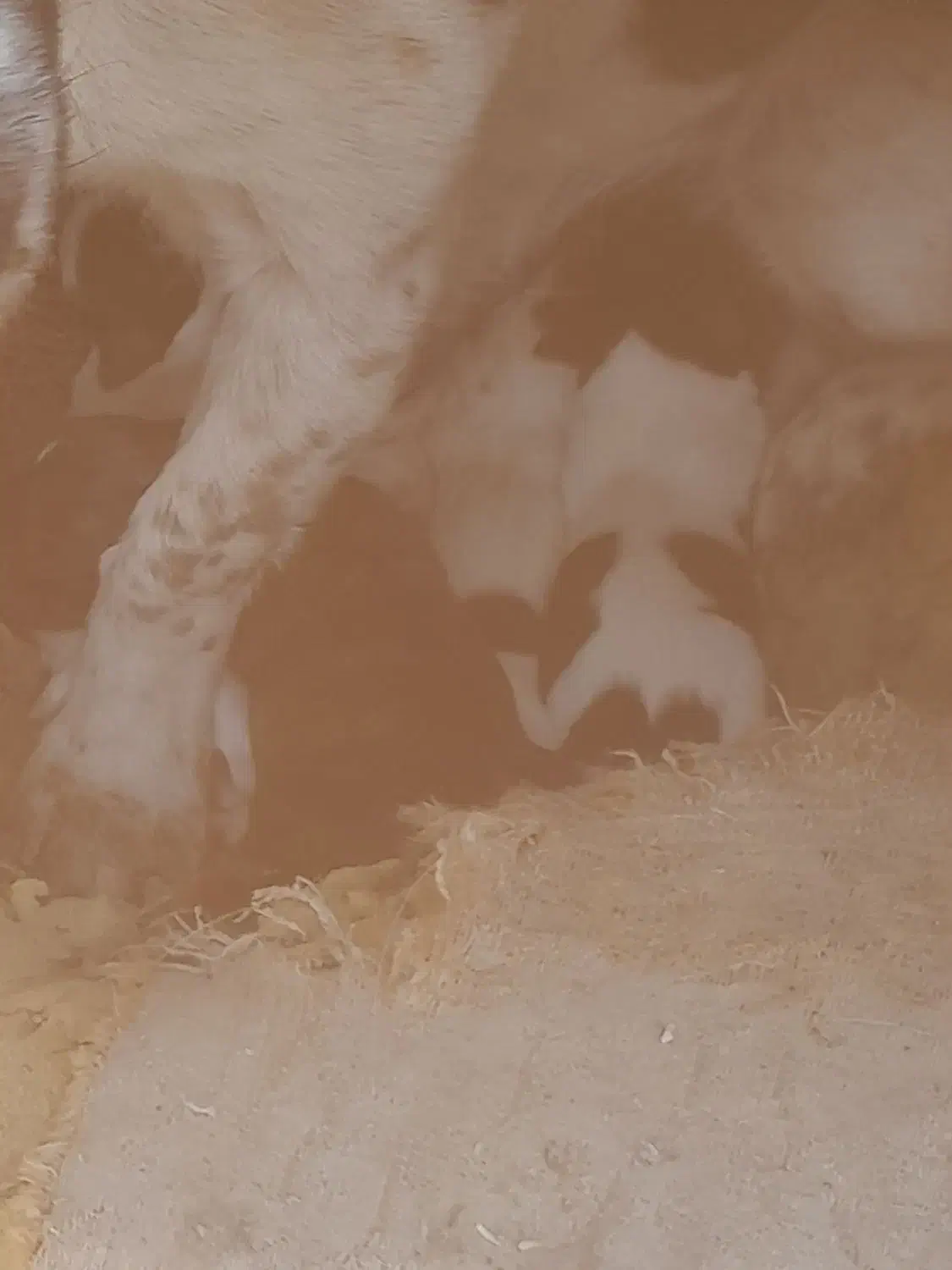 فروش انواع طول های پاپی و دوبرمن قیمت مناسب|سگ|فلاورجان, |دیوار