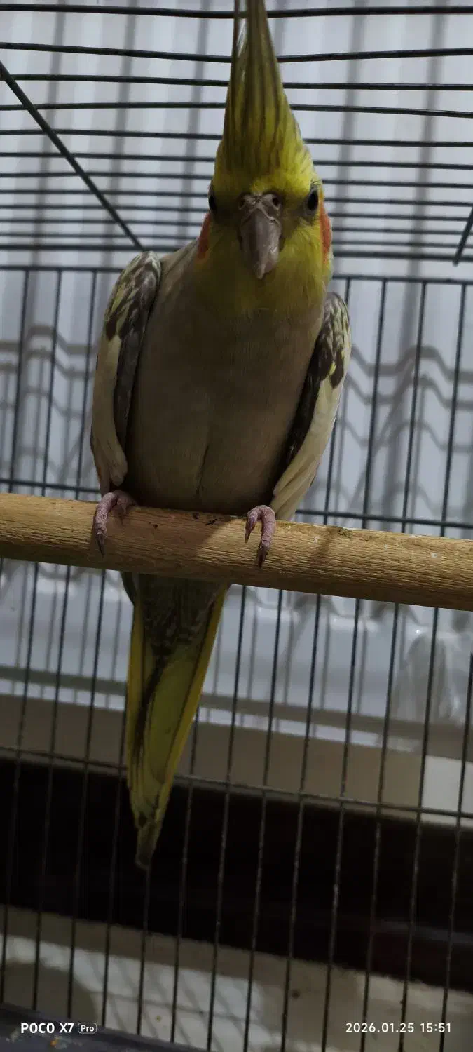 عروس هلندی ۳ ماهه|پرنده|شاهین‌شهر, شهرک امید|دیوار